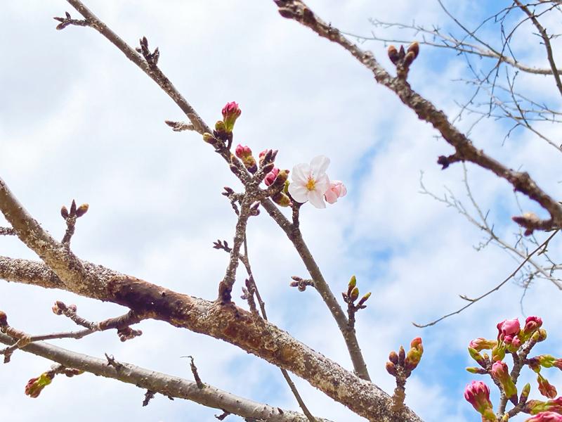 リプルンの桜の写真