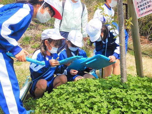 植物を観察する生徒たちの写真 3
