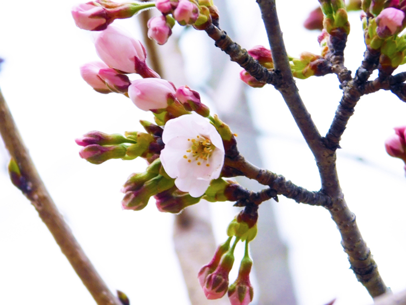 リプルンふくしまの桜の花