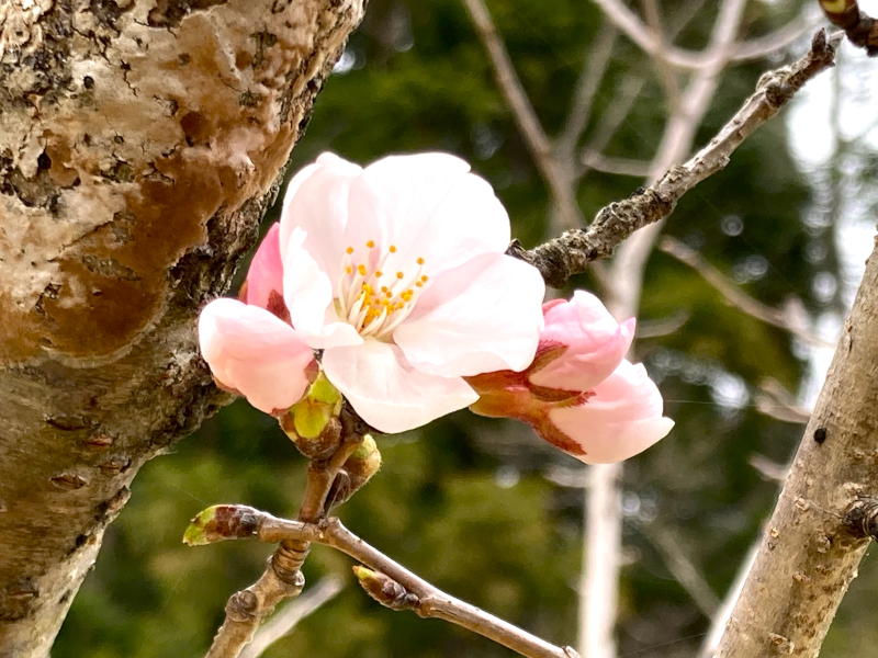桜のつぼみの写真
