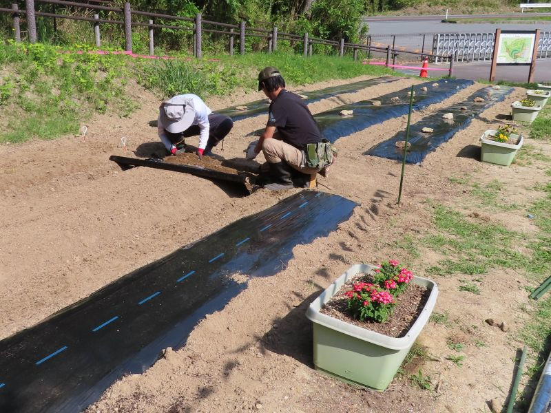 苗植えを行っている様子