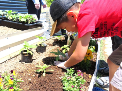 少年が苗を植えている様子
