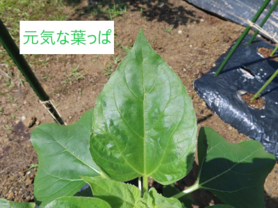 元気な葉っぱの様子
