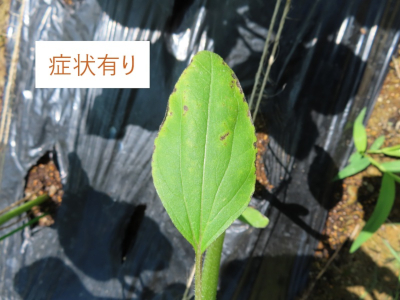 斑点病のような症状が表れた葉の様子