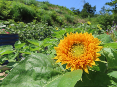 中心部まで花びらが密集した八重咲きのひまわりの様子