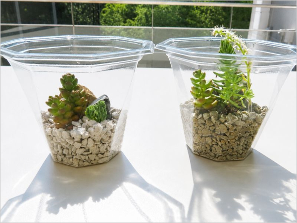 ゼオライトで植物を育てている様子