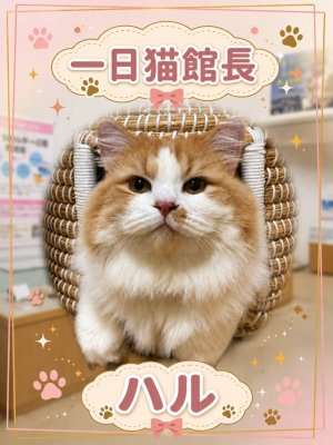 一日猫館長ハルの写真