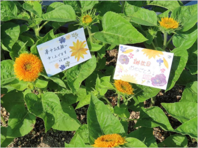 ひまわりの葉の上に飾られた2枚のメッセージカードの写真